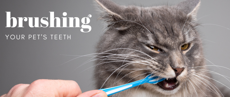brushing your pets teeth