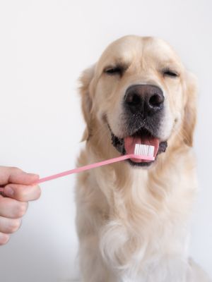 how do you brush a dog's teeth